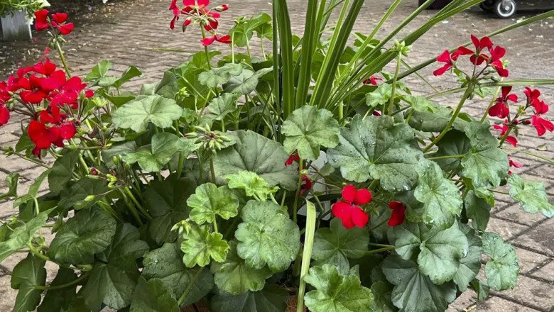 How to plant a container like the pros do?