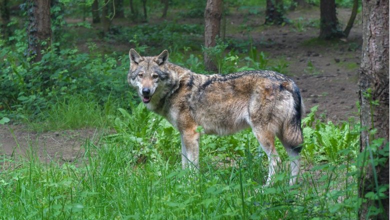 Livestock Protection Group Urges Wolf Attack Prosecutions