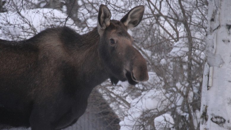 Moose Kills Alaska Man Attempting to Take Photos of Her Calves