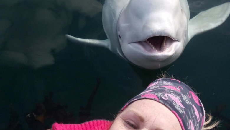 Russian “spy whale” cause of death revealed by police in Norway