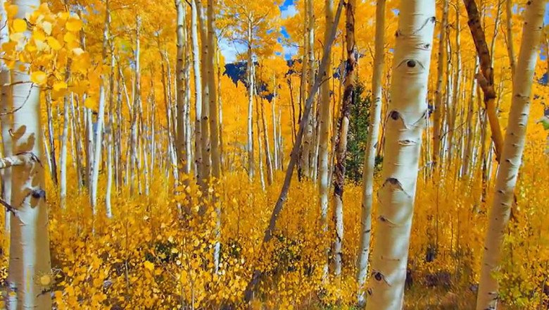 Nature: Aspens in Utah – CBS News