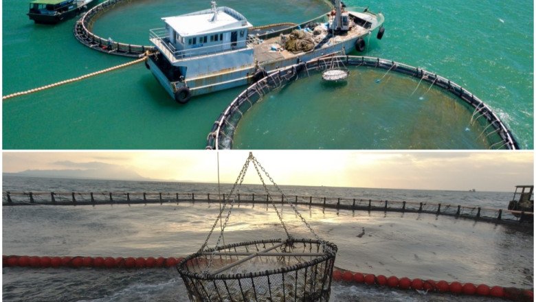 Hainan fish on global tables: testament to successful Hainan Fresh Products initiative