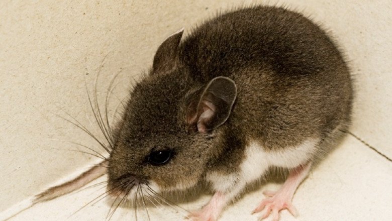 Spring cleaning? Watch out for hantavirus