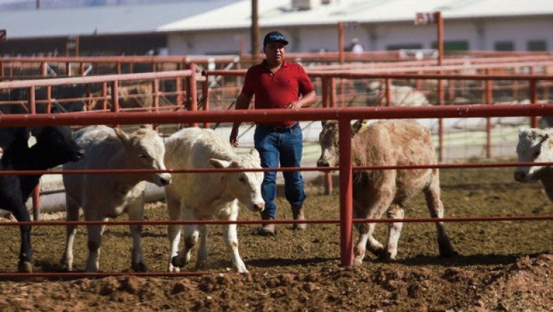 U.S. suspends importation of live cattle from Mexico over screwworm pest