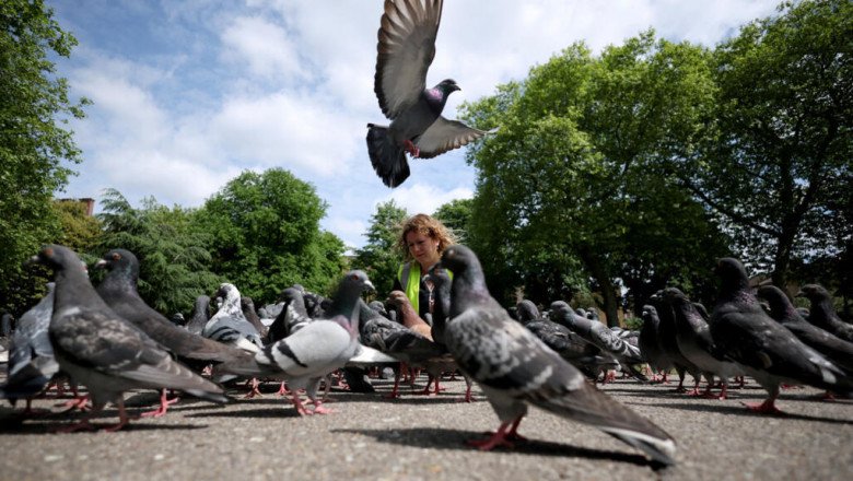 🌟The Bright Side: The compassionate mission to rescue London’s pigeons