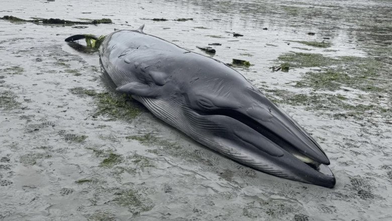 Rare whale washes up on Vancouver Island, in possible 1st sighting of species in B.C.