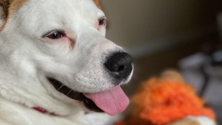 Tiki the dog helps Illinois man Chris Smith survive gunshot to the head