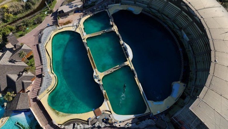 Video showing orcas circling in algae-infested pool sparks worldwide concern for their fate