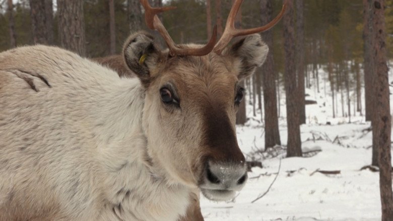 In the Finnish Arctic, reindeer herders disrupted by growing military presence