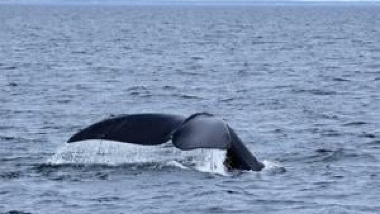 Entangled right whale seen in St. Lawrence River estuary: DFO