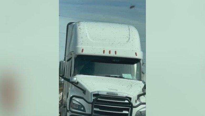 Millions of honeybees loose after truck overturns near B.C.-Wash. border