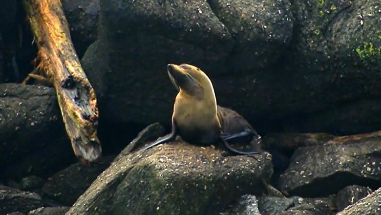 Nature: Fur seals in New Zealand