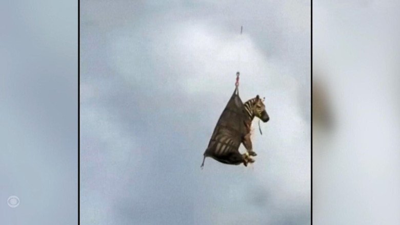 Escaped zebra captured in Tennessee