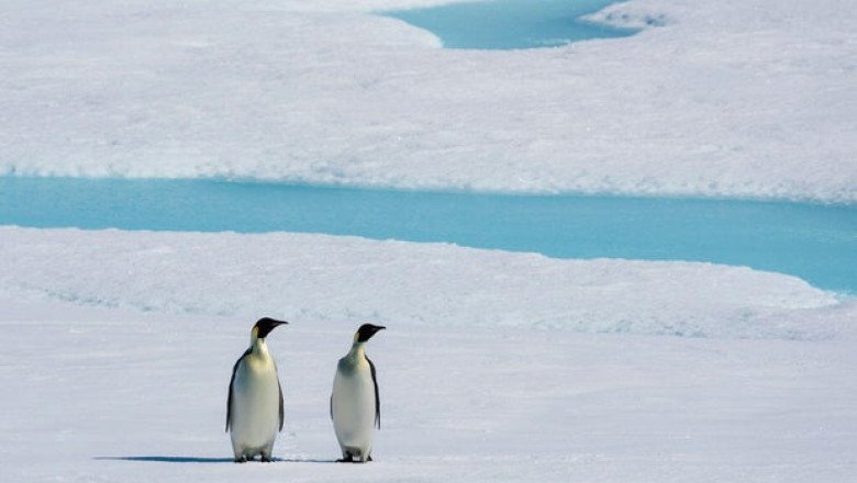 Emperor penguin population decline may be “worse than the worst-case projections,” scientists warn