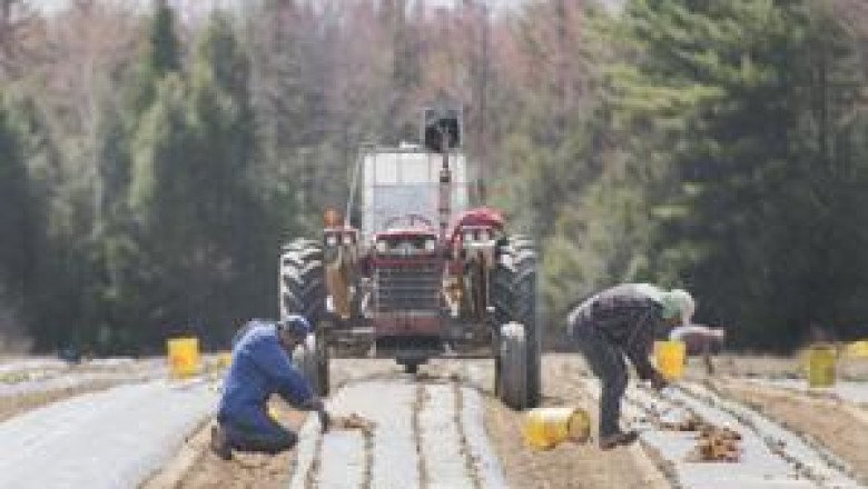 Health Canada sued for allegedly failing to protect agriculture workers from harmful pesticides
