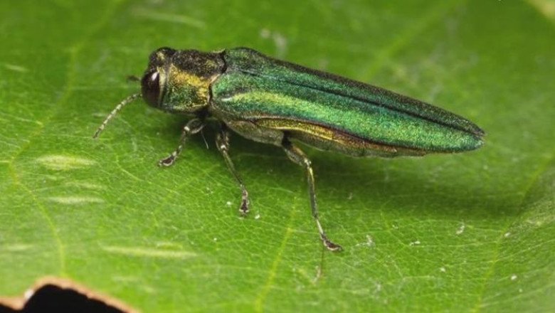 Fayetteville officials warn of invasive Emerald Ash Borer beetle