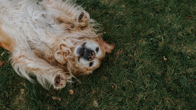 Yes, Your Dog Can Get Sunburned. Here’s What to Know