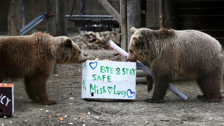 Bears escape wildlife park enclosure, devour a 7-day supply of honey, then fall asleep