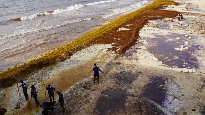 10 Steps Needed for Ocean Action Now