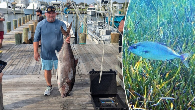 Fisherman shatters North Carolina’s previous state record for Almaco Jack