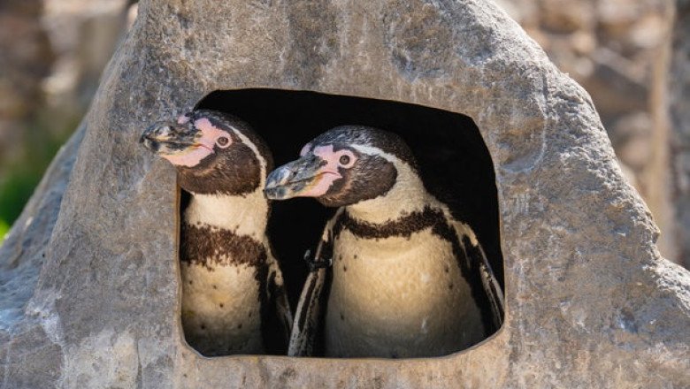 Same-sex penguin couple raising rare chick at U.K. zoo