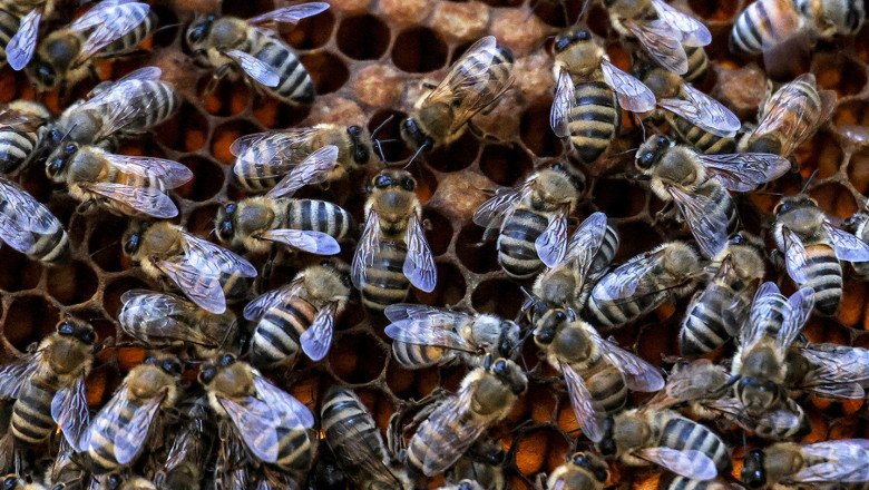 Bee swarm in French town leaves 24 injured, 3 in critical condition