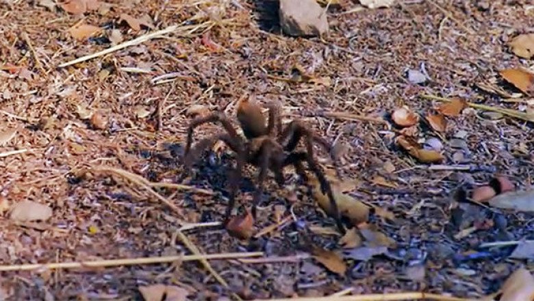 1,500 tarantulas found stuffed in sponge cake boxes at German airport