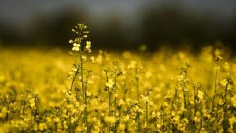 Saskatchewan, Ottawa to boost farming program in response to trade issues and drought