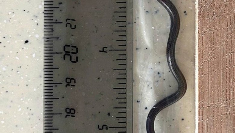 World’s smallest-known snake found under rocks in Barbados after nearly 20 years