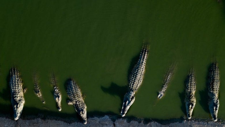 200 crocodiles killed in West Bank after reptiles resorted to cannibalism and posed “significant risk” to humans, Israel says