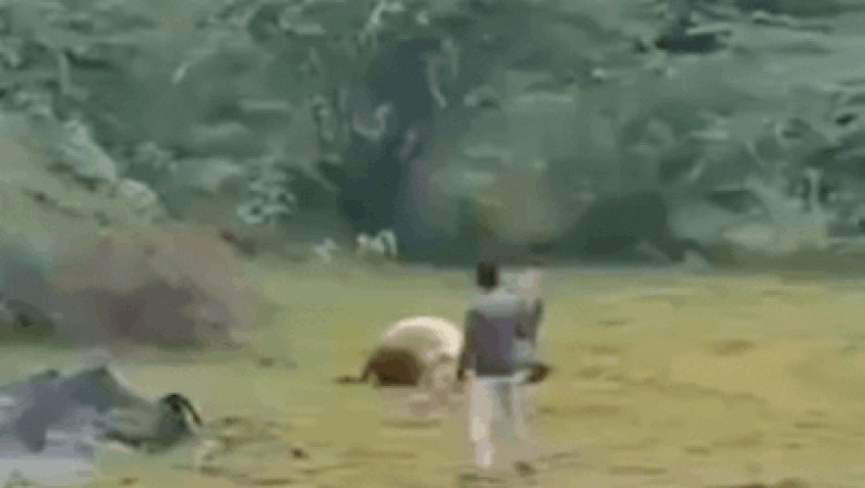 Man films lion devouring prey; predator turns and charges at him – watch video | India News