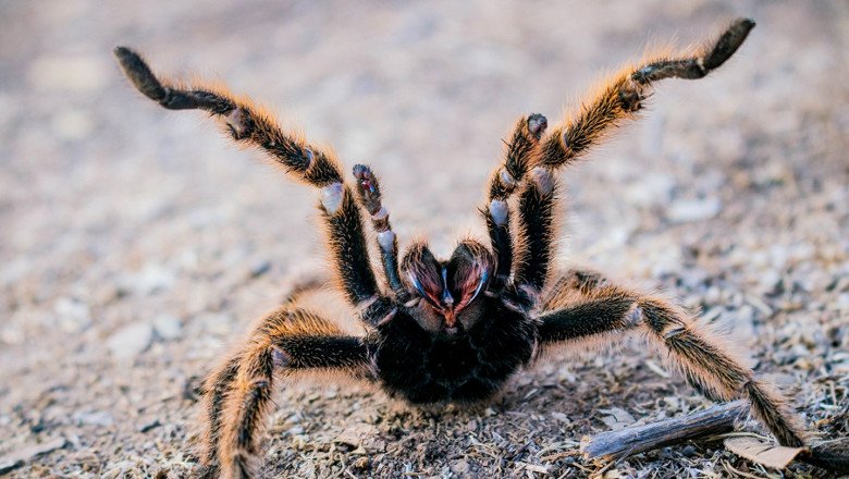 Tarantula mating season brings massive spider swarms to Southwest states