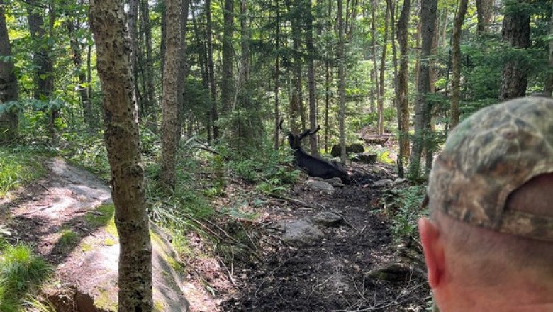 Moose that forced closure of New York hiking trail is put down after showing signs of deteriorating health