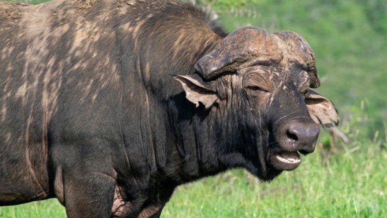 American trophy hunter killed by buffalo during safari in South Africa