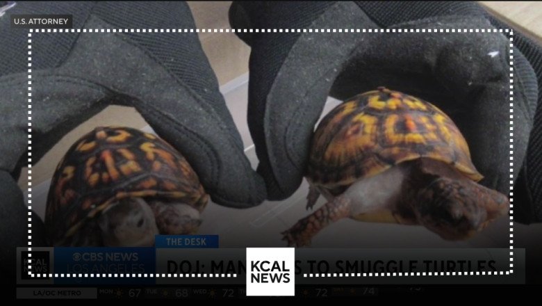 Chinese man pleads guilty to smuggling 850 protected turtles worth over $1 million from U.S.