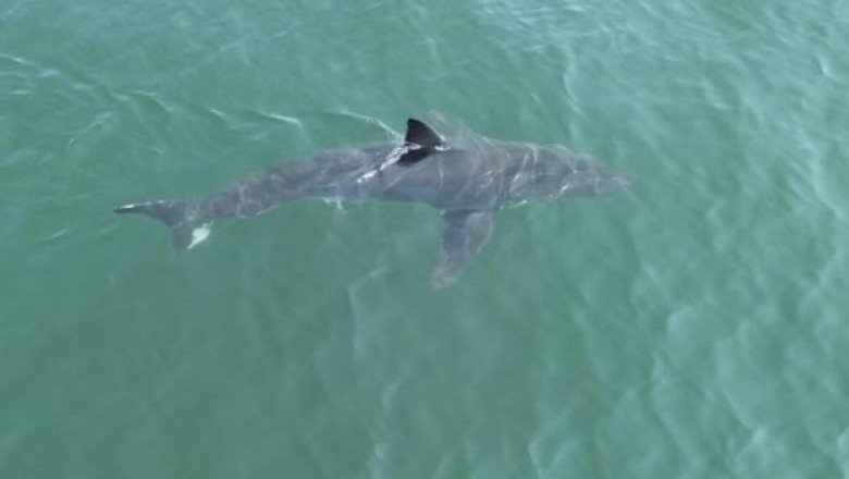 Drone video shows great white shark lurking near popular beaches in Maine, prompting police warning