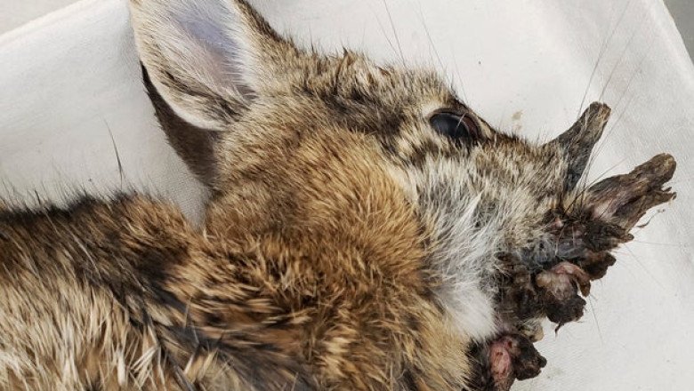 Rabbits are sprouting virus-induced “horns” in Colorado. Here’s why scientists say there’s no reason to panic.