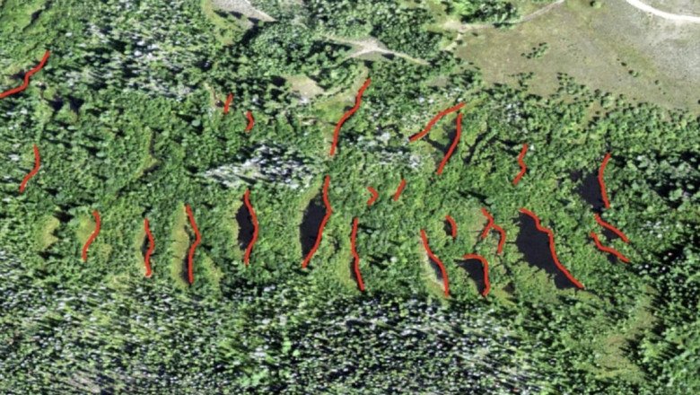 How Canada’s buck-toothed national emblem could help fight wildfires