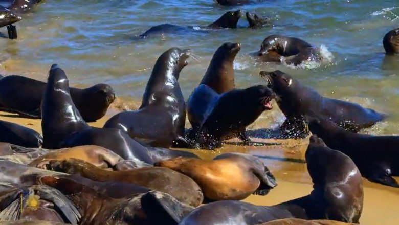 Nature: Sea lions at California’s Monterey Bay