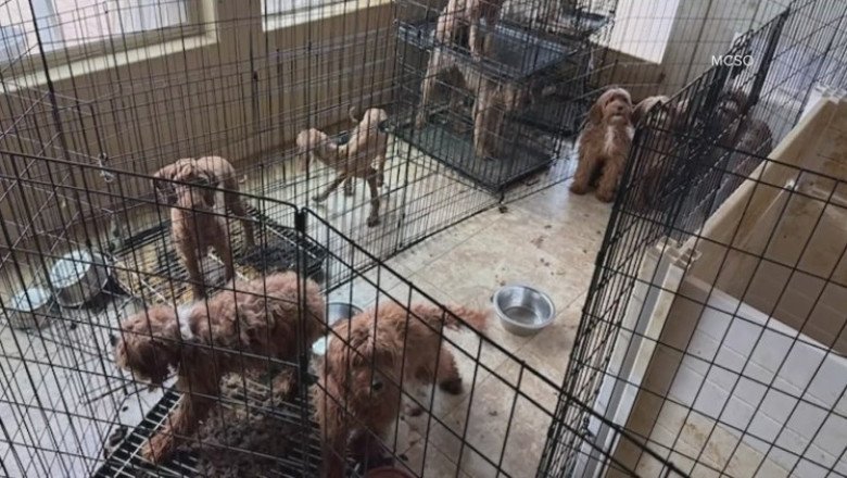 Can you adopt an animal rescued by the Maricopa County Sheriff’s Office?
