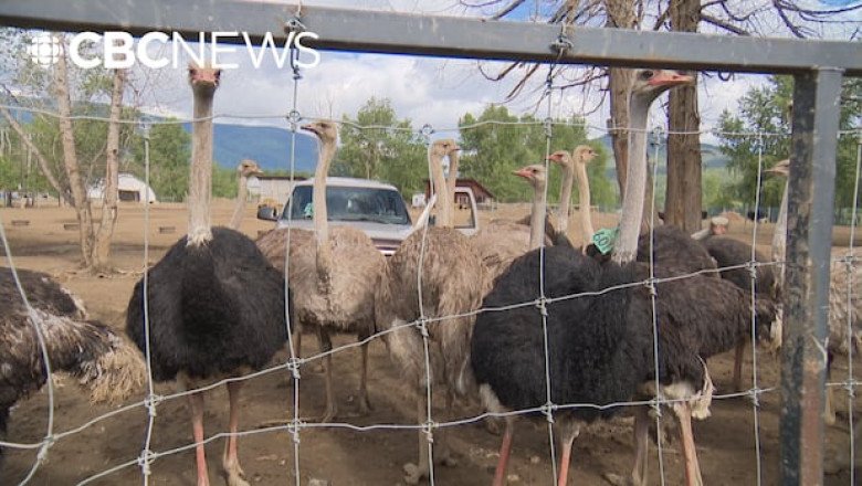 B.C. ostrich farm wins interim stay of order to cull birds over bird flu