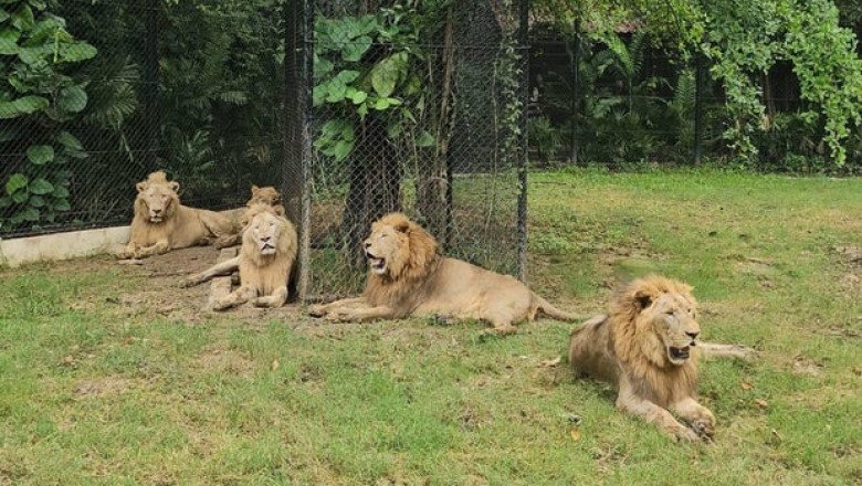 After 5 lions kill zookeeper in Thailand, scrutiny on safari park’s animal treatment intensifies