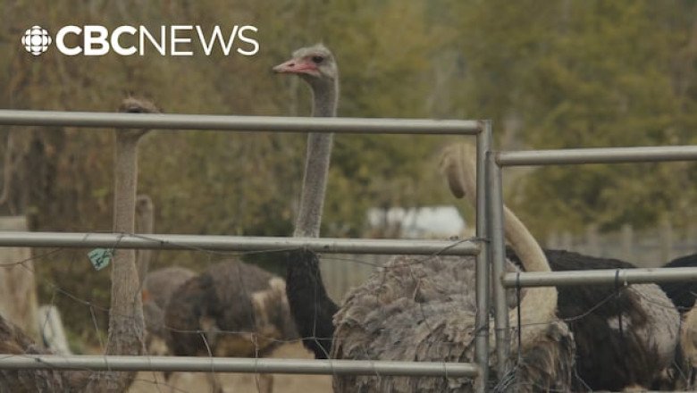 Amid tensions over B.C. ostrich cull, businesses say they face harassment, death threats