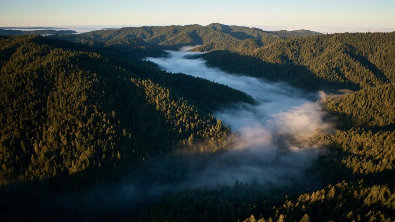 Apple launches new project to protect and restore California redwood forest