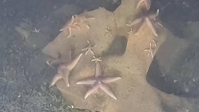 Submersible discovers unexploded Nazi bombs teeming with marine life off Germany: “Rare but remarkable”