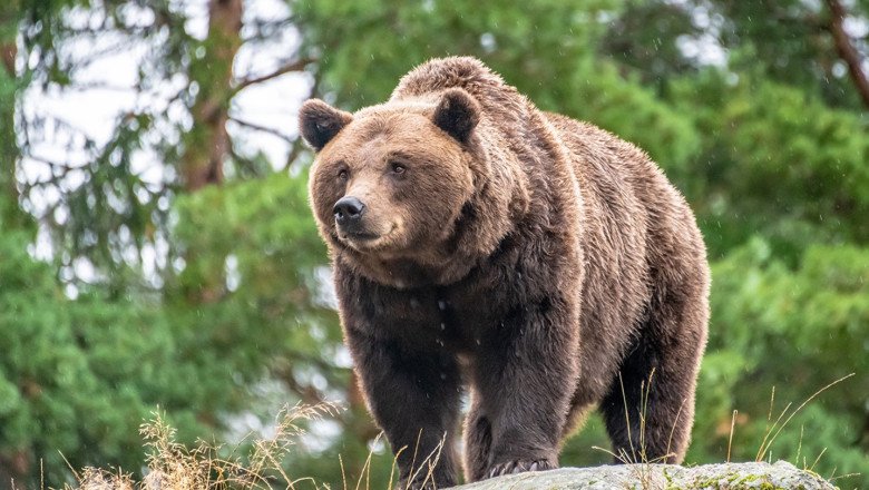 Man dies from suspected bear attack days after texting family photos of beast